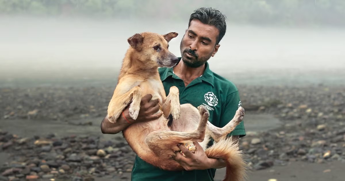 Rajasthan High Court Directs Removal of Stray Animals from City Roads