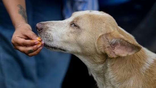 Bengaluru Police Launch Manhunt for Driver Who Ran Over Pregnant Stray Dog