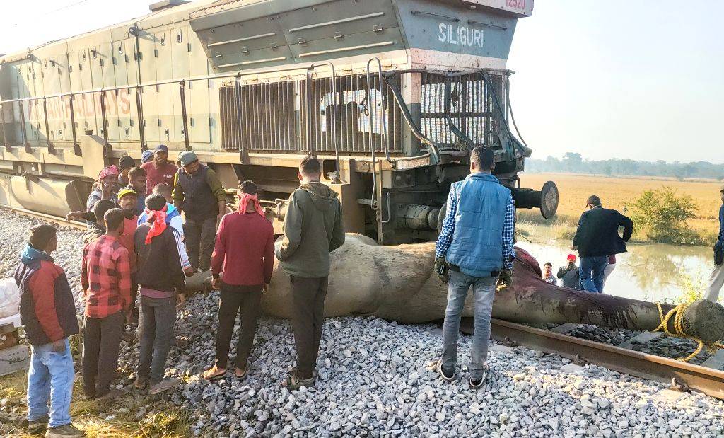 Tragic Train Accident Claims Lives of Seven Elephants