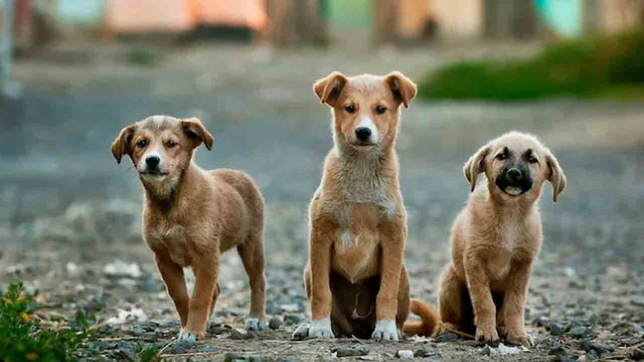 Horror in Howrah as Five Newborn Puppies are Burned Alive Over Cold Cries