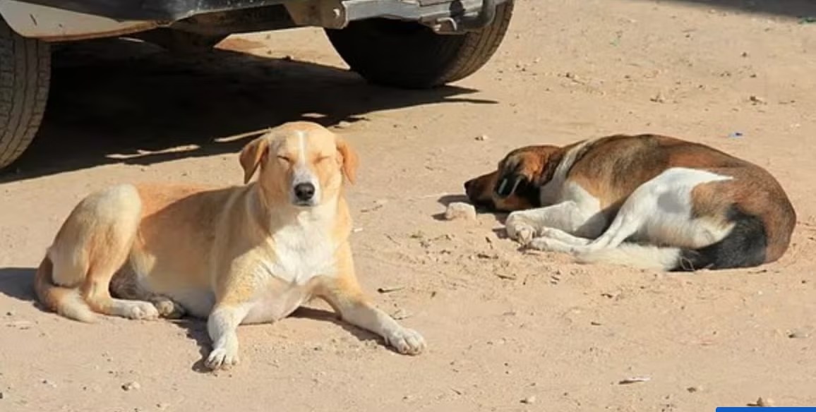 The Mass Killing of stray dogs during the preparation of the World Cup in Morocco has sparked global outrage