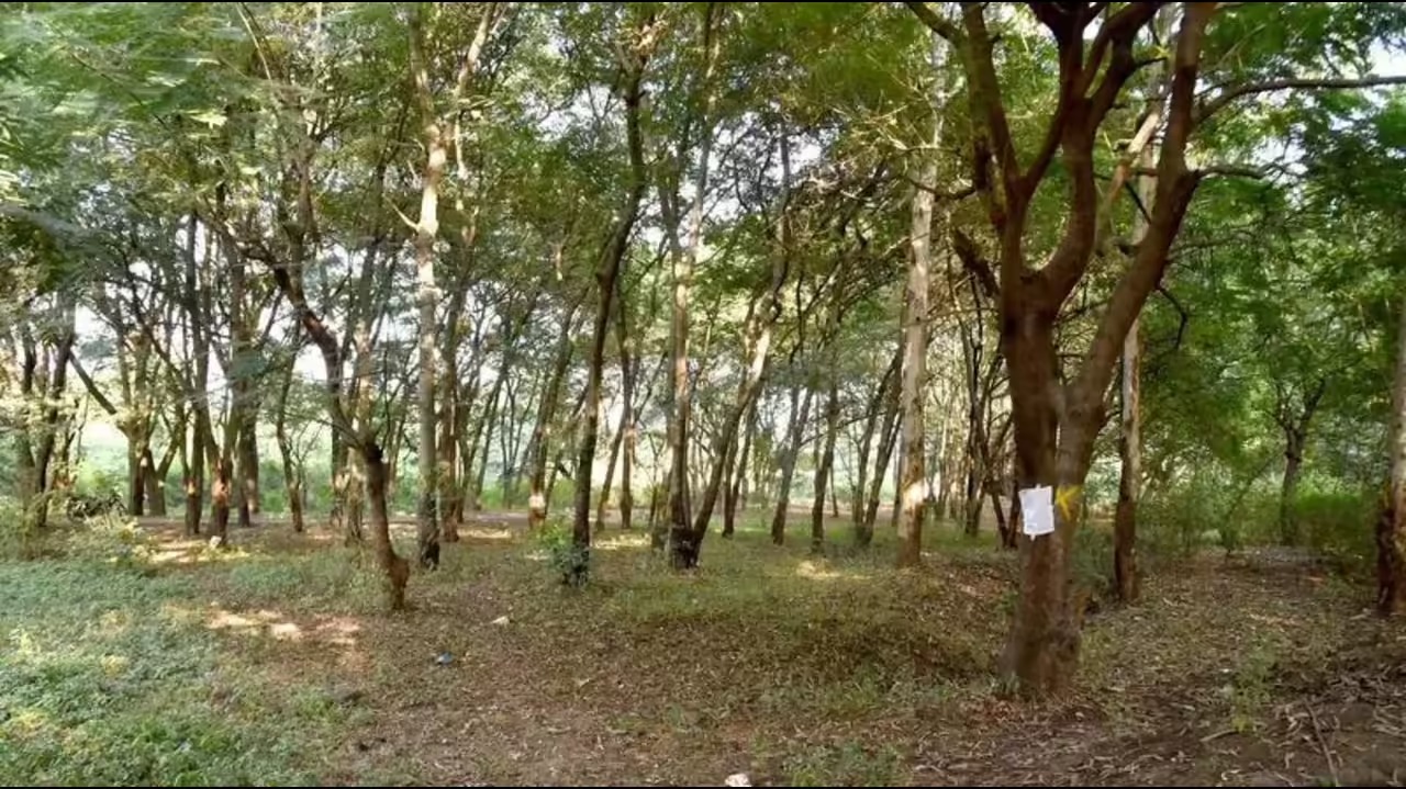 NGT Halts Tree Felling for Nashik Kumbh Mela Preparations