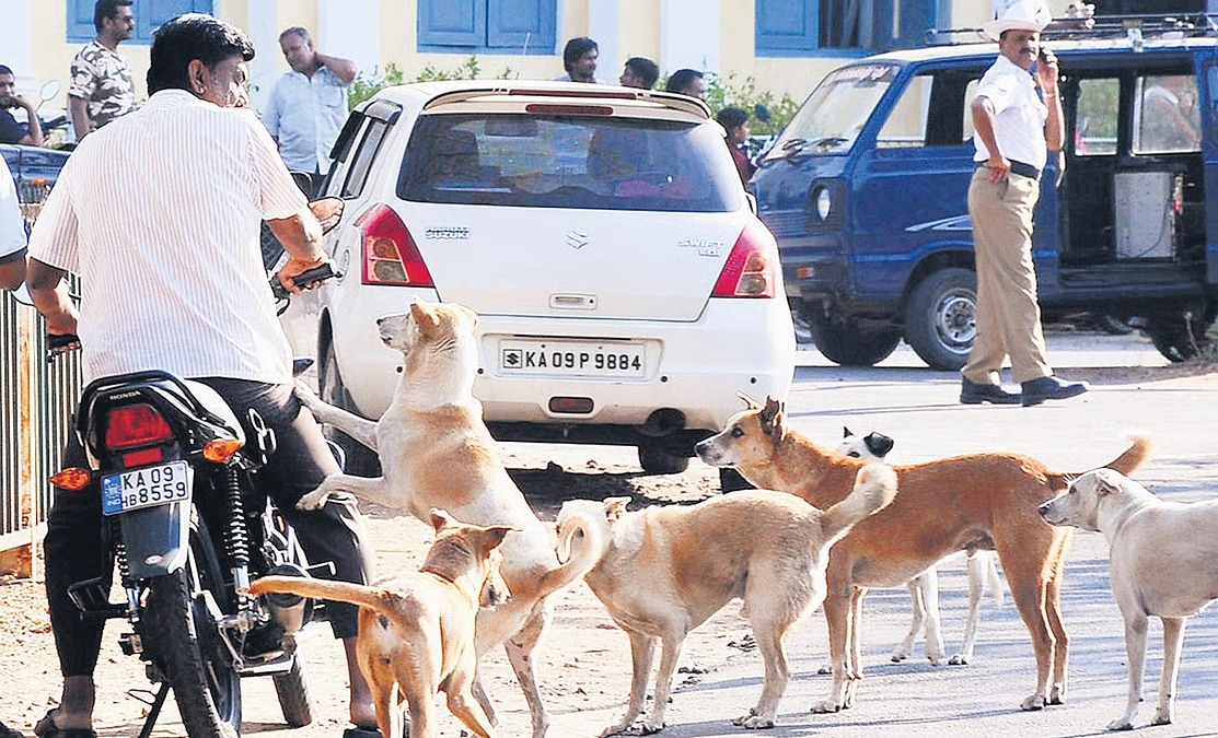 Dog bite incidents rise sharply in BBMP areas