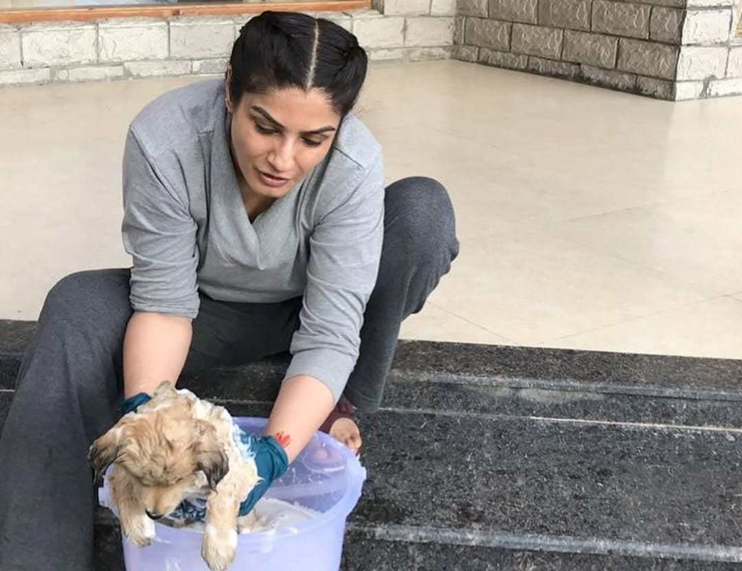 Raveena Tandon urges Punjab CM Bhagwant Mann to ensure humane handling of stray dogs after removal drive