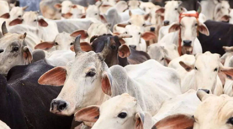 Outrage in Jaisalmer After Hundreds of Cow Carcasses Found at Dumping Site