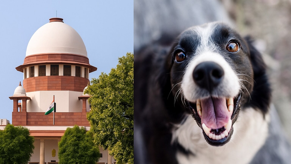 Supreme Court Modifies Order on Stray Dogs, Issues Strict Warning