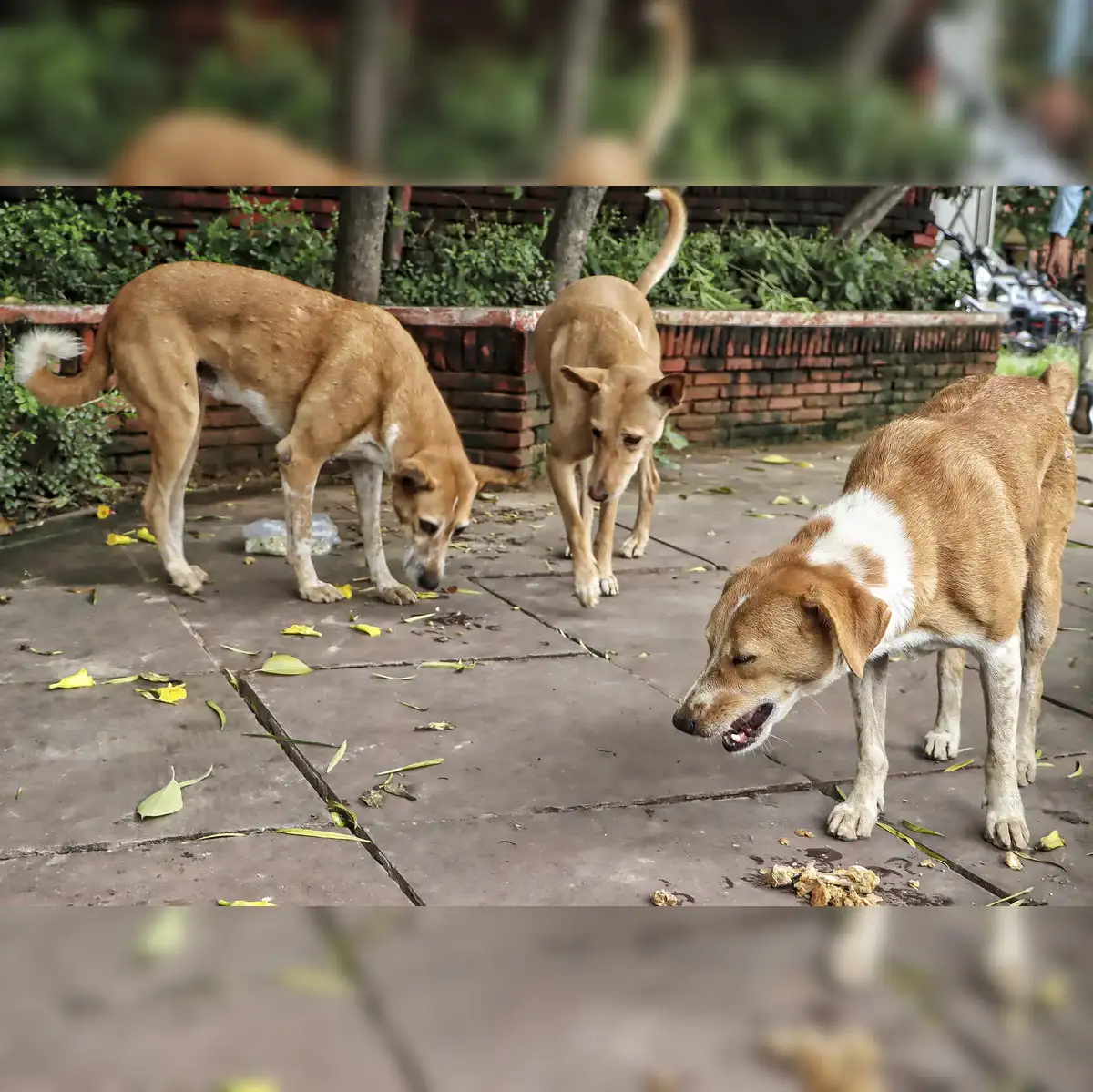Supreme Court Transfers Stray Dog Case to New Bench, Hearing Set for August 14