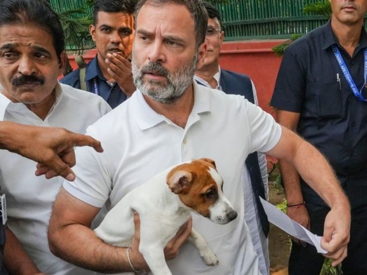 Rahul Gandhi welcomes Supreme Court’s modified order on stray dogs, calls it ‘rooted in scientific reasoning’