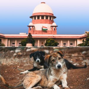Supreme Court Modifies Stray Dog Order: Immunised Dogs to be Released, Public Feeding Restricted