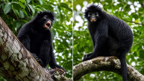 Scientists discover mysterious orange-lipped monkey species deep in Congo rainforest