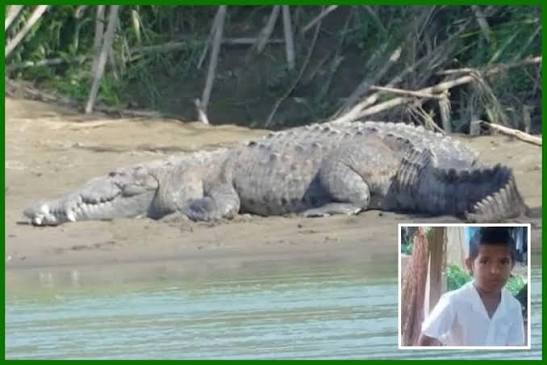 13 Year Old Boy Killed in Crocodile Attack in UP