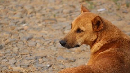 Stray dog attacks woman at Karnataka court locals kill animal