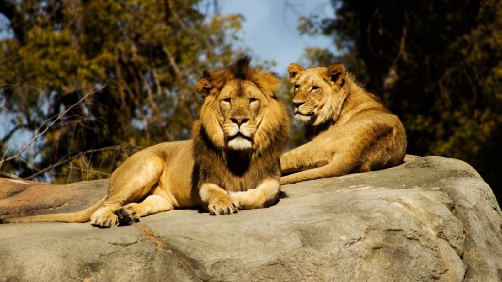 Zookeeper killed in lion attack at Bangkok Safari World as tourists look on