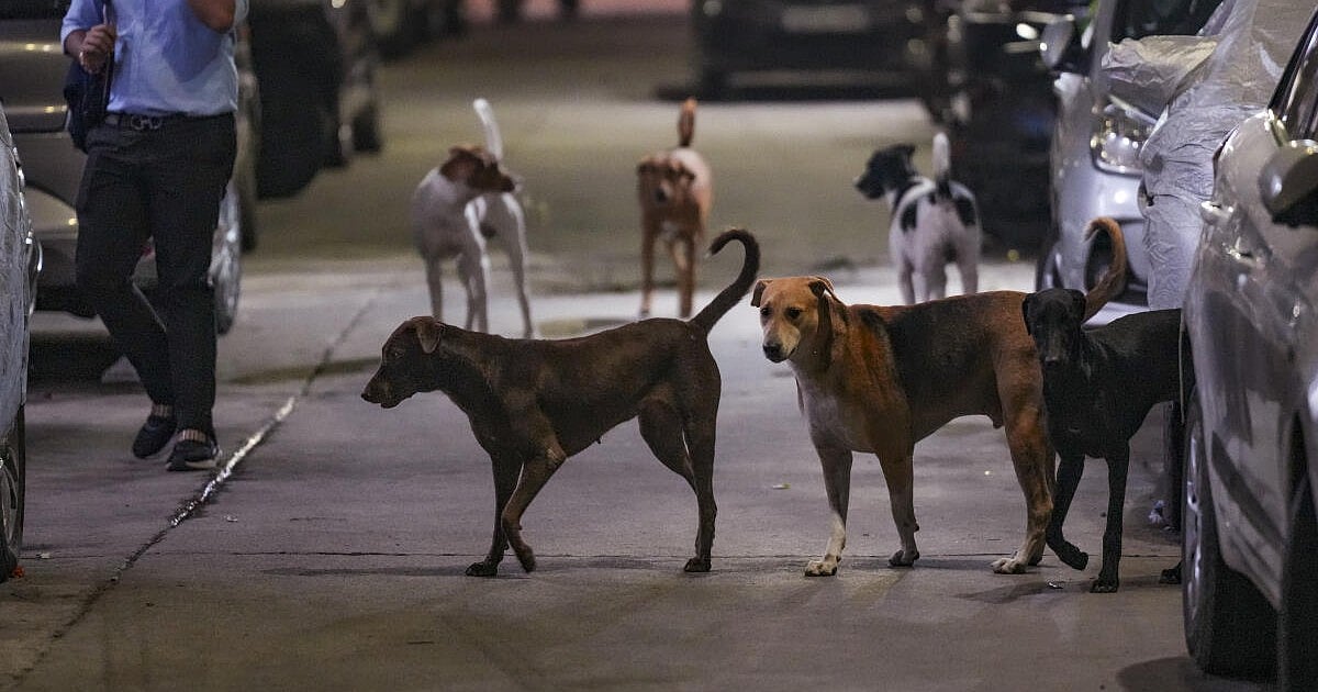 Delhi  to microchip 10 lakh stray dogs over two years, says Kapil Mishra